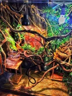 Chameleon Pardali Tamatave - samecek