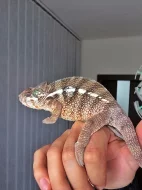 Chameleon Pardali Tamatave - samecek