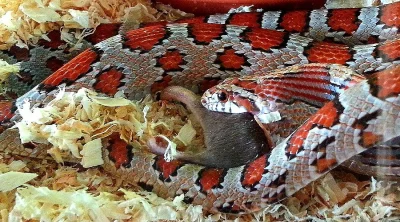 Červená užovka