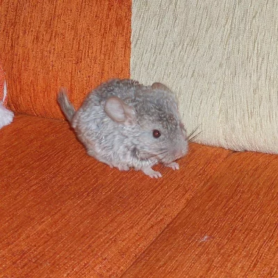 Béžová a šedý