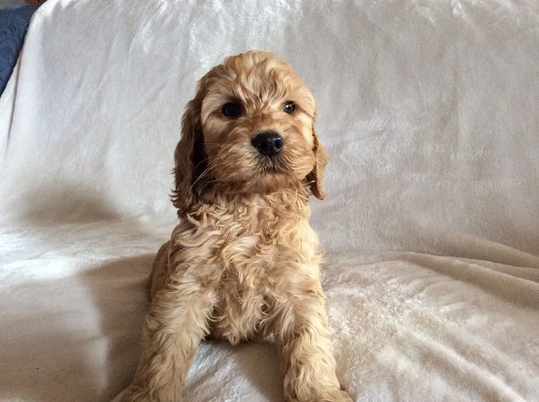 2 štěňata Blenheim Cockapoo připraveni