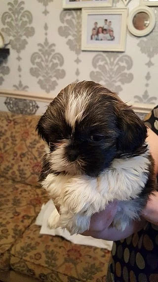 Roztomilý Shihpoo pouze pro stud
