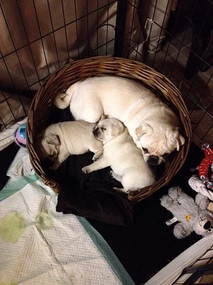 Krásné Chunky Pug Puppies