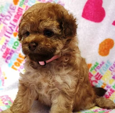 Ruská barevná bolonka