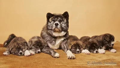 Akita Inu s PP
