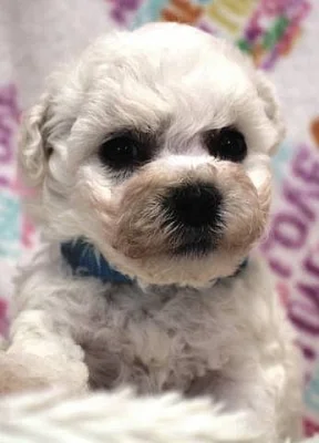 Bišonek - Bichon - Frisé