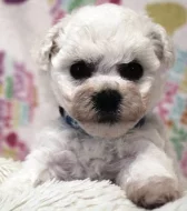 Bišonek - Bichon - Frisé