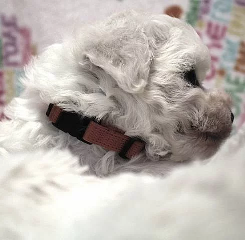 Bišonek - Bichon - Frisé
