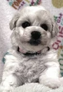 Bišonek - Bichon - Frisé
