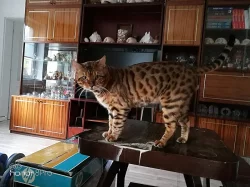 Bengalsky kocouři na připušteni