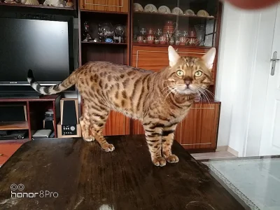 Bengalsky kocouři na připušteni