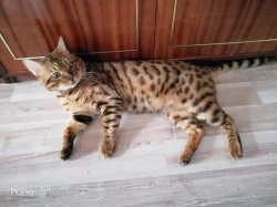 Bengalsky kocouři na připušteni