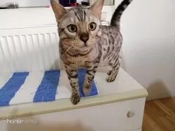 Bengalsky kocouři na připušteni
