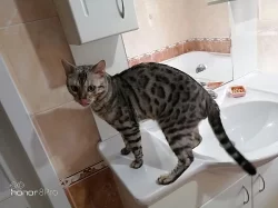 Bengalsky kocouři na připušteni