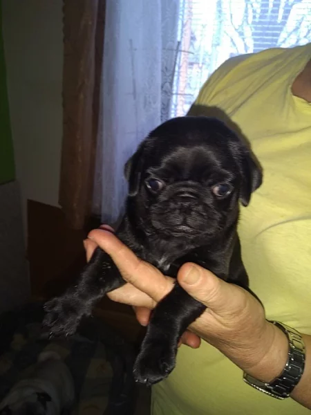 Mops