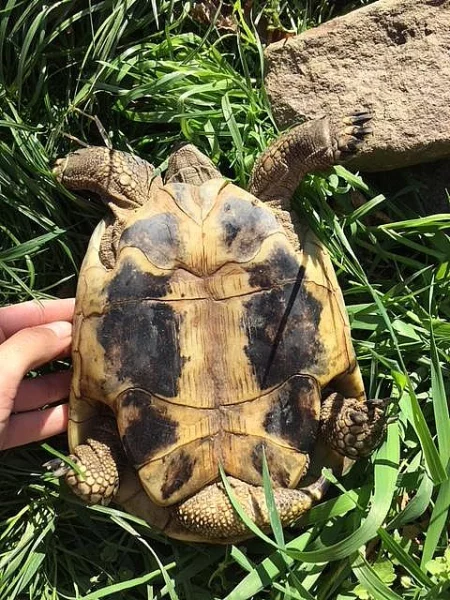 Samec Testudo hermanni