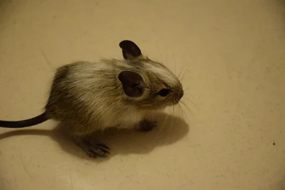Prodám - Osmák degu