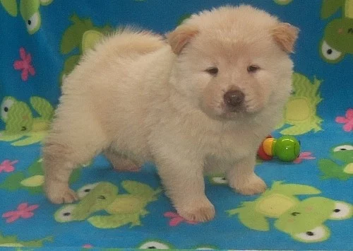Reminisce Coco Kc Reg Cinnimon Chow Chow štěňata