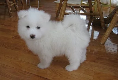 Sasco dam binam fungus Pohledný Samoyed s papíry