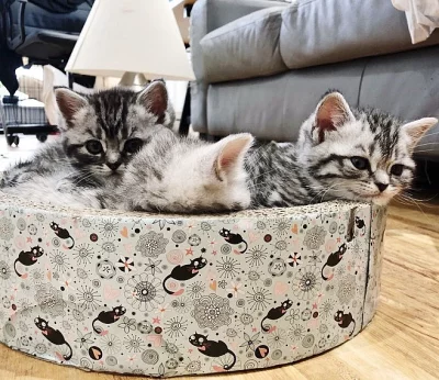 2 britská krátkosrstá stříbrná Tabby