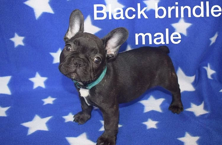 Krásný Frenchbull Dogsmale a žena.
