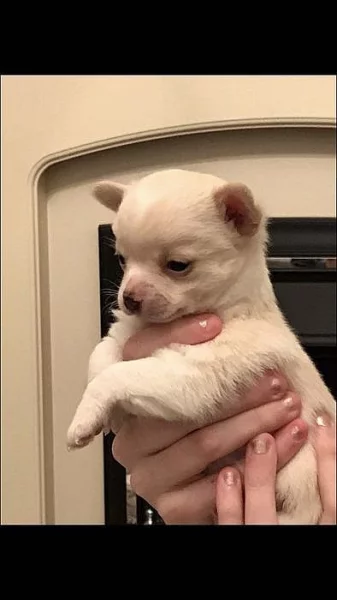 Hladká srst Chihuahua Pup