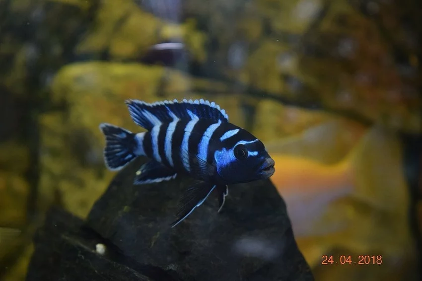 Tlamovci-Malawi