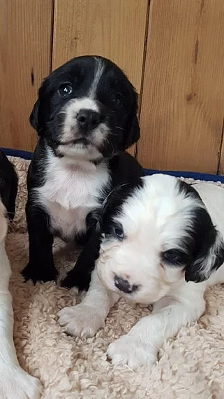 Ready Now Kc Cocker Spaniels Černá se zelenými očima