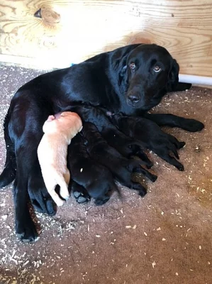Štěňata labradorských retrívrů na prodej