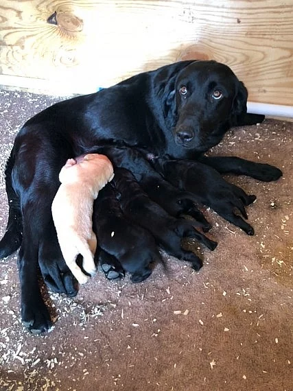 Štěňata labradorských retrívrů na prodej