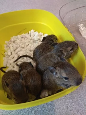 Miminka z Brna k rezervaci