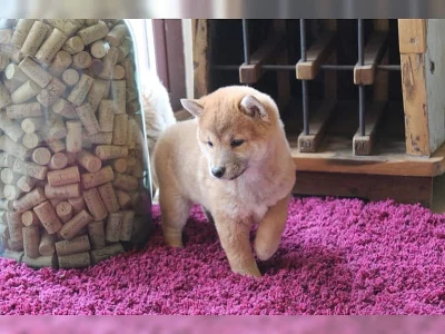 Shiba-Inu