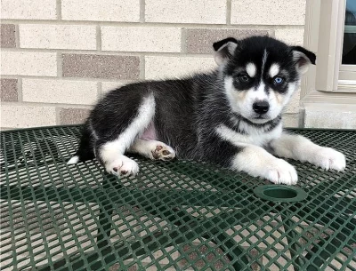 Sibiřský husky štěnátka s pp.
