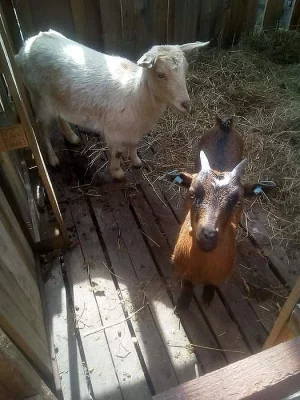 Koza a kozlík