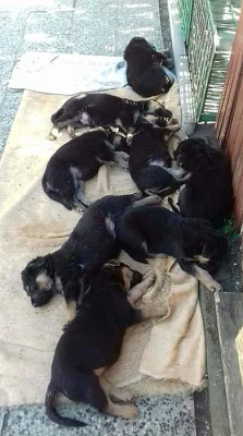 Štěňata