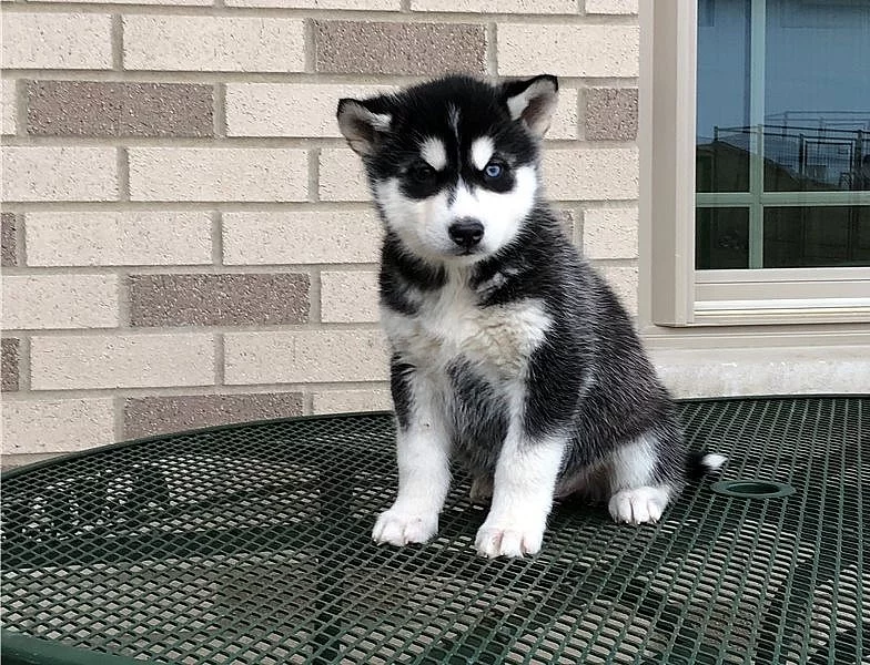Sibiřský husky štěňata s pp