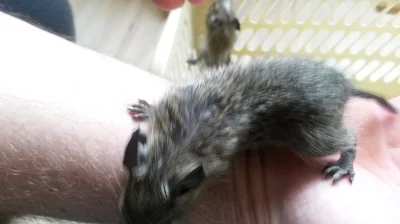osmak degu