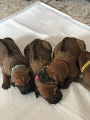 Rhodéský Ridgeback štěňata s pp