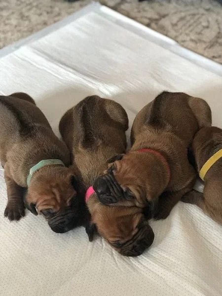 Rhodéský Ridgeback štěňata s pp