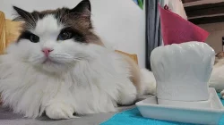 Ragdoll kotě s PP