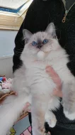 Ragdoll kotě s PP