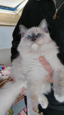 Ragdoll kotě s PP