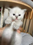 Ragdoll kotě s PP
