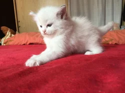Ragdoll kotě s PP