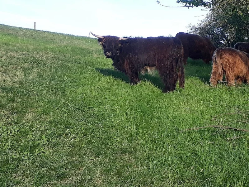 Prodam jalovici Highland