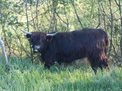 Prodam jalovici Highland