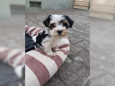 Biewer yorkshire terrier - pejsek
