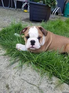 Anglický buldok, English Bulldog, buldog s PP
