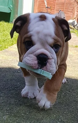 Anglický buldok, English Bulldog, buldog s PP
