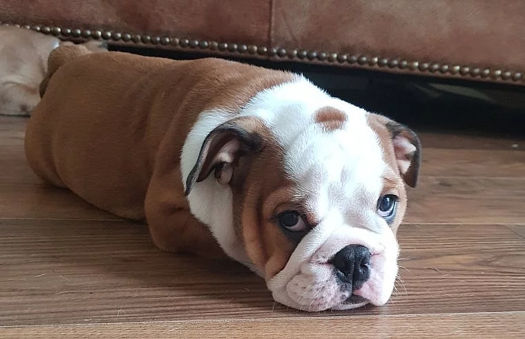 Anglický buldok, English Bulldog, buldog s PP